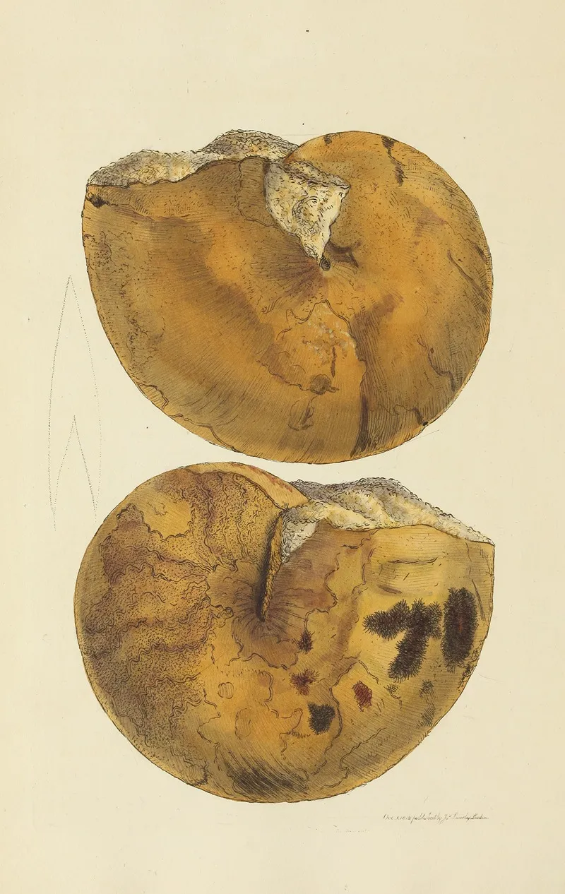 The Mineral Conchology Of Great Britain Pl 012