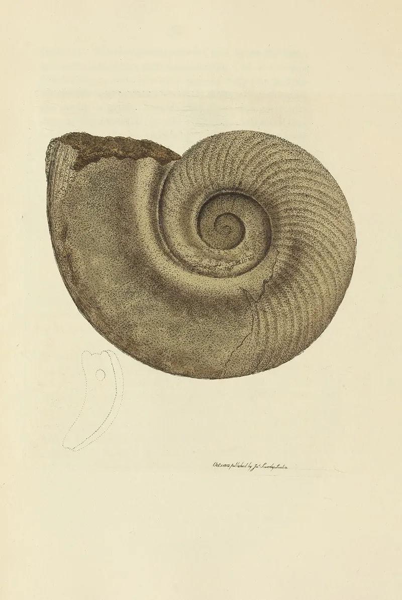 The Mineral Conchology Of Great Britain Pl 013