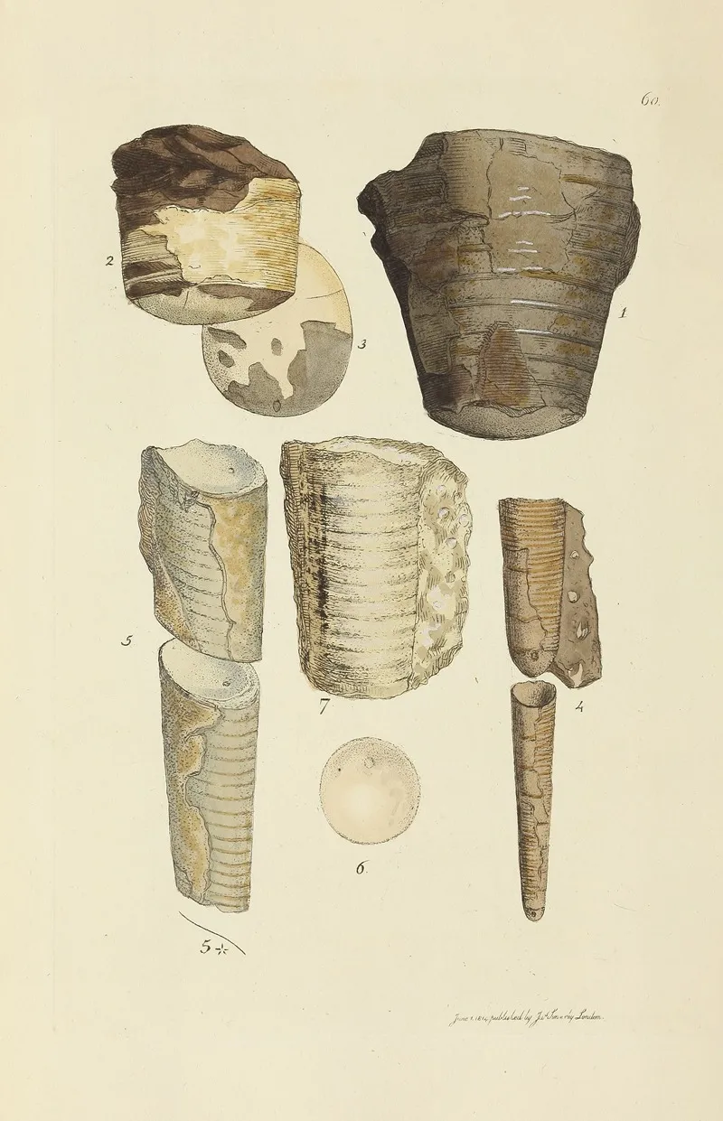 The Mineral Conchology Of Great Britain Pl 061