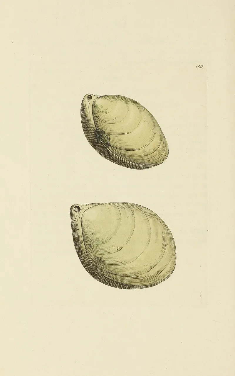 The Mineral Conchology Of Great Britain Pl 099