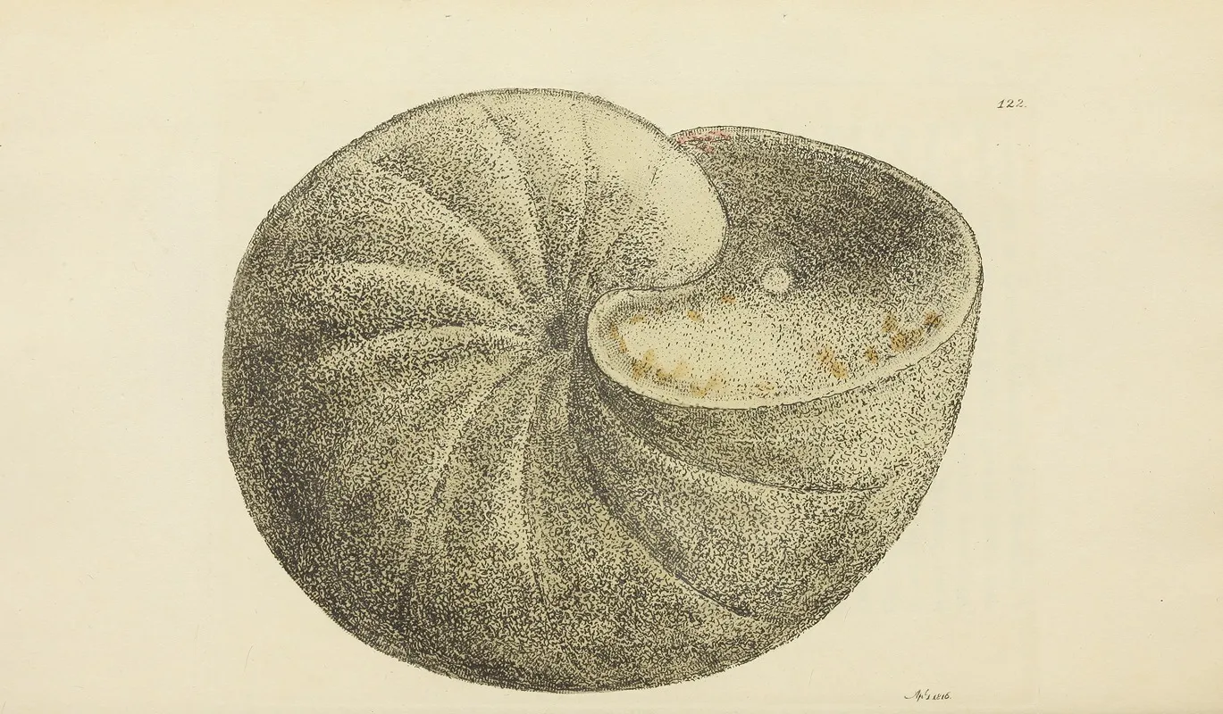 The Mineral Conchology Of Great Britain Pl 119