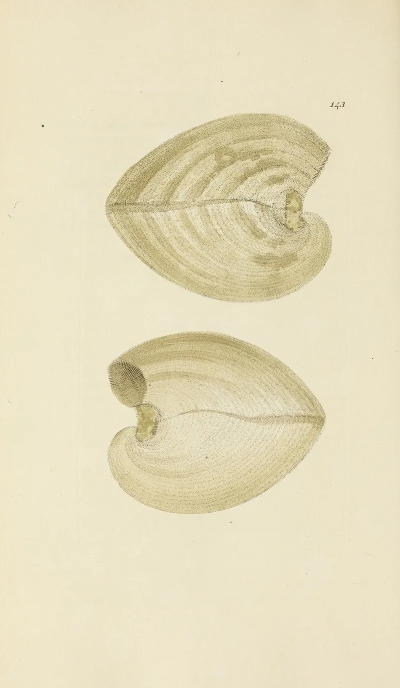 The Mineral Conchology Of Great Britain Pl 139