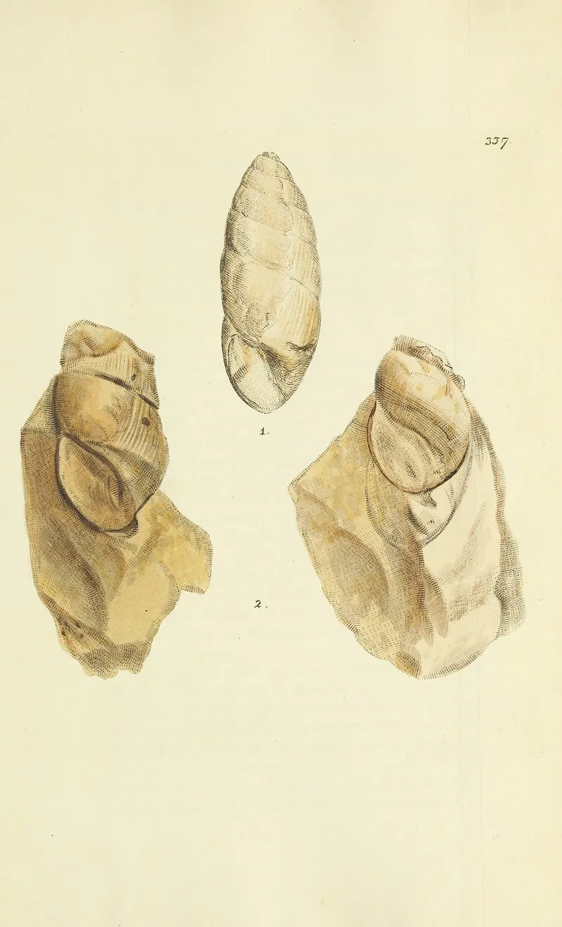 The Mineral Conchology Of Great Britain Pl 227