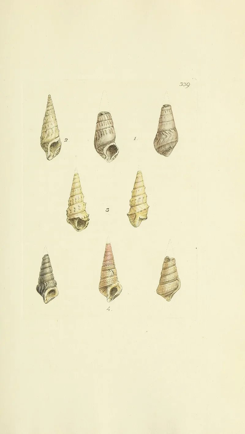 The Mineral Conchology Of Great Britain Pl 229