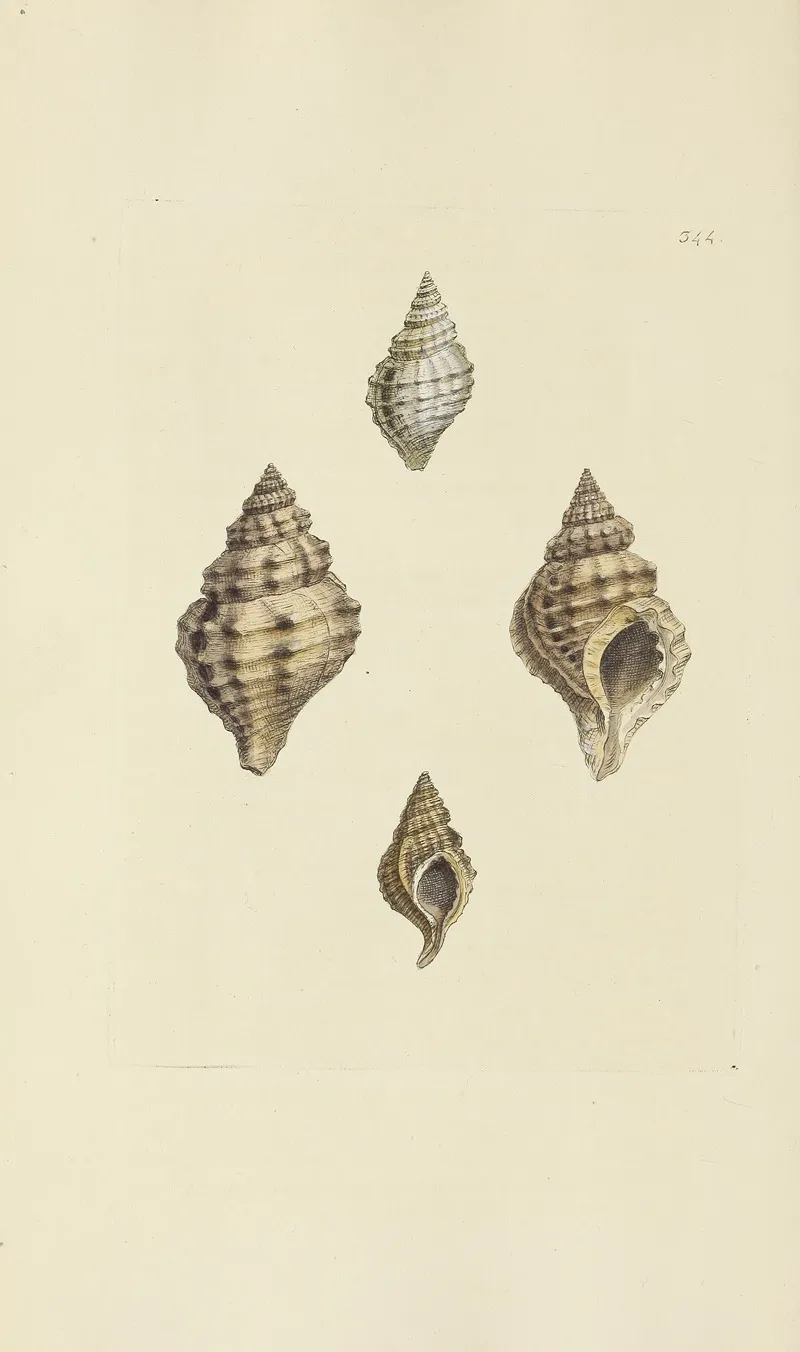 The Mineral Conchology Of Great Britain Pl 233
