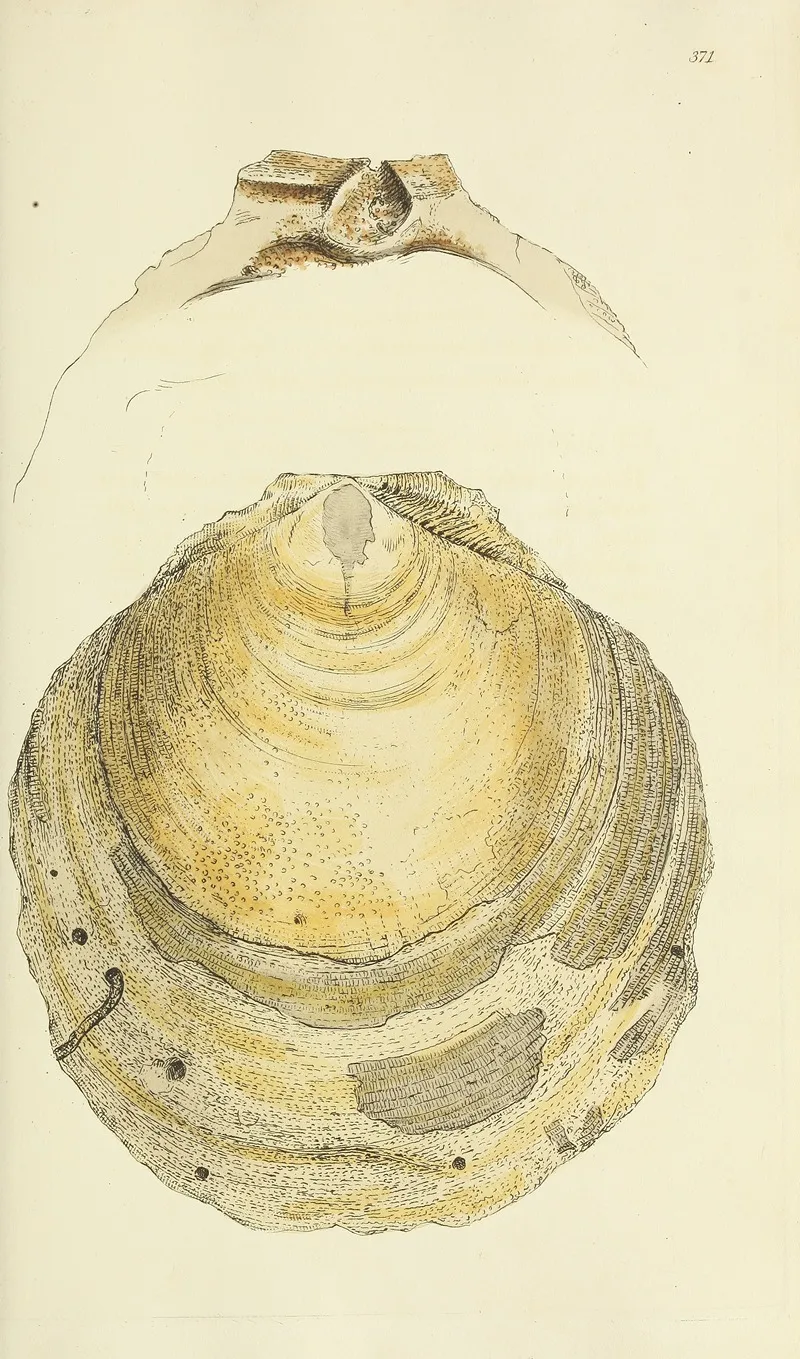 The Mineral Conchology Of Great Britain Pl 257