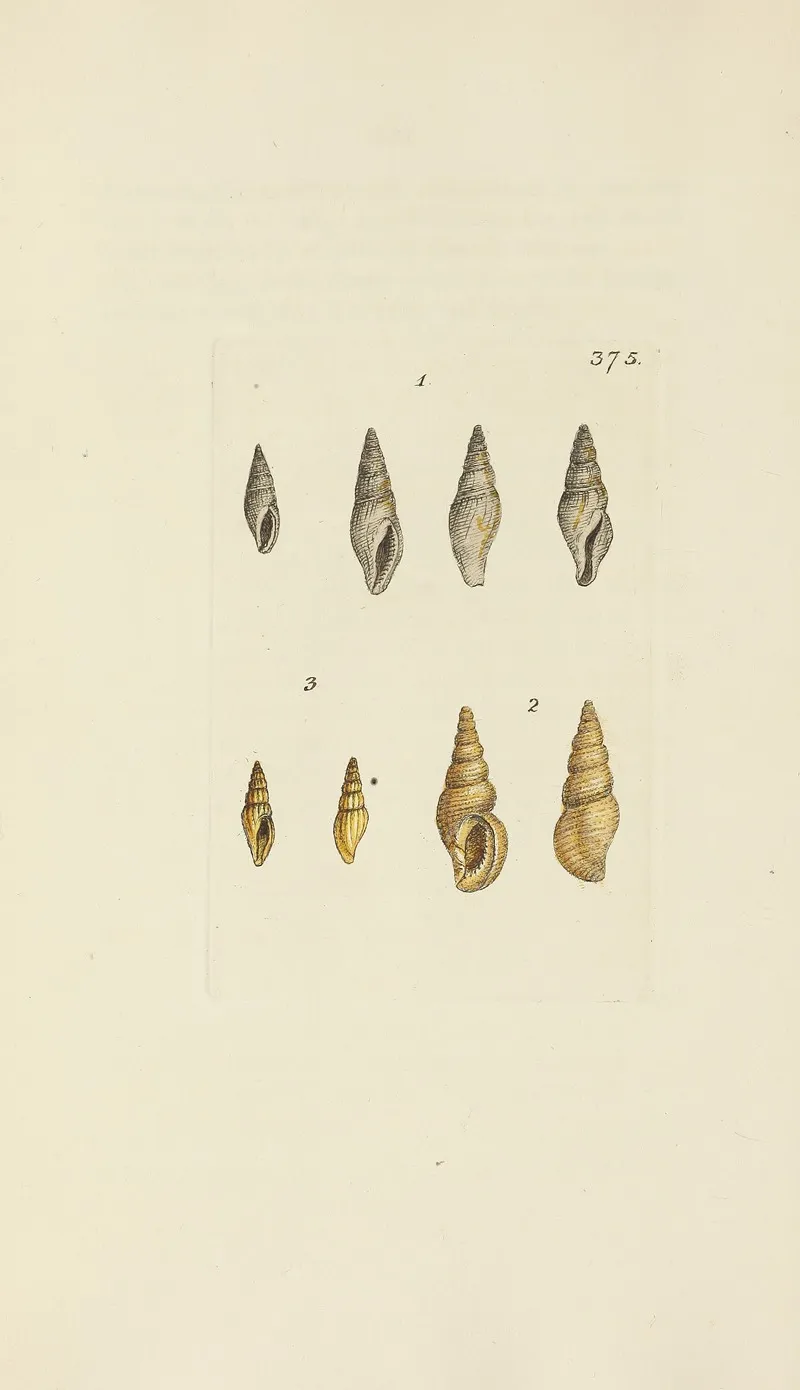 The Mineral Conchology Of Great Britain Pl 261