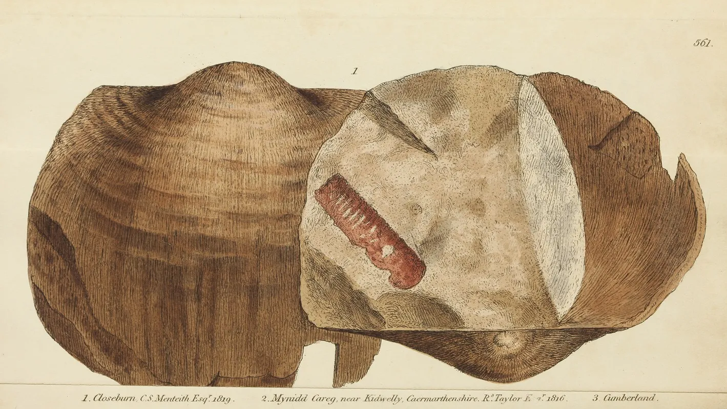 The Mineral Conchology Of Great Britain Pl 349