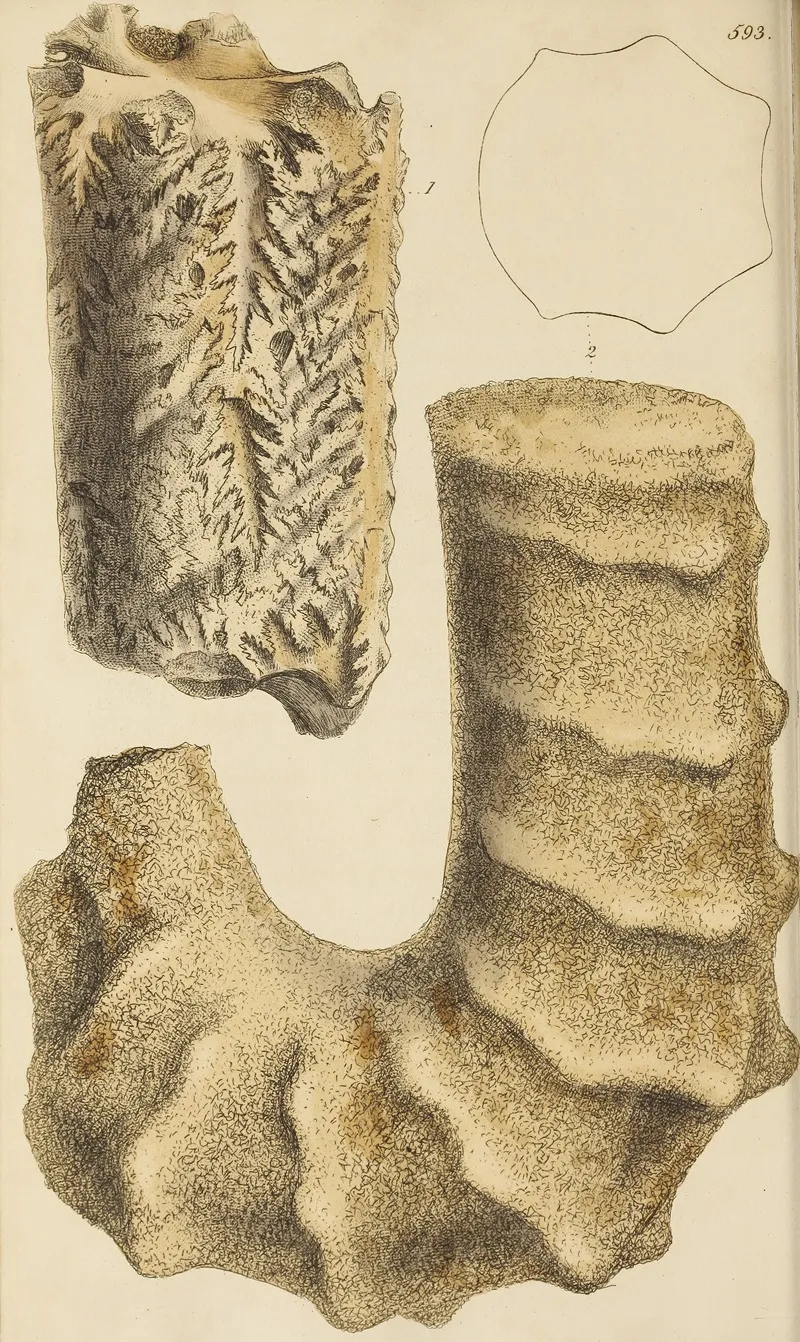 The Mineral Conchology Of Great Britain Pl 380