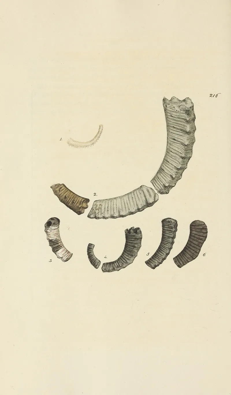 The Mineral Conchology Of Great Britain Pl 408