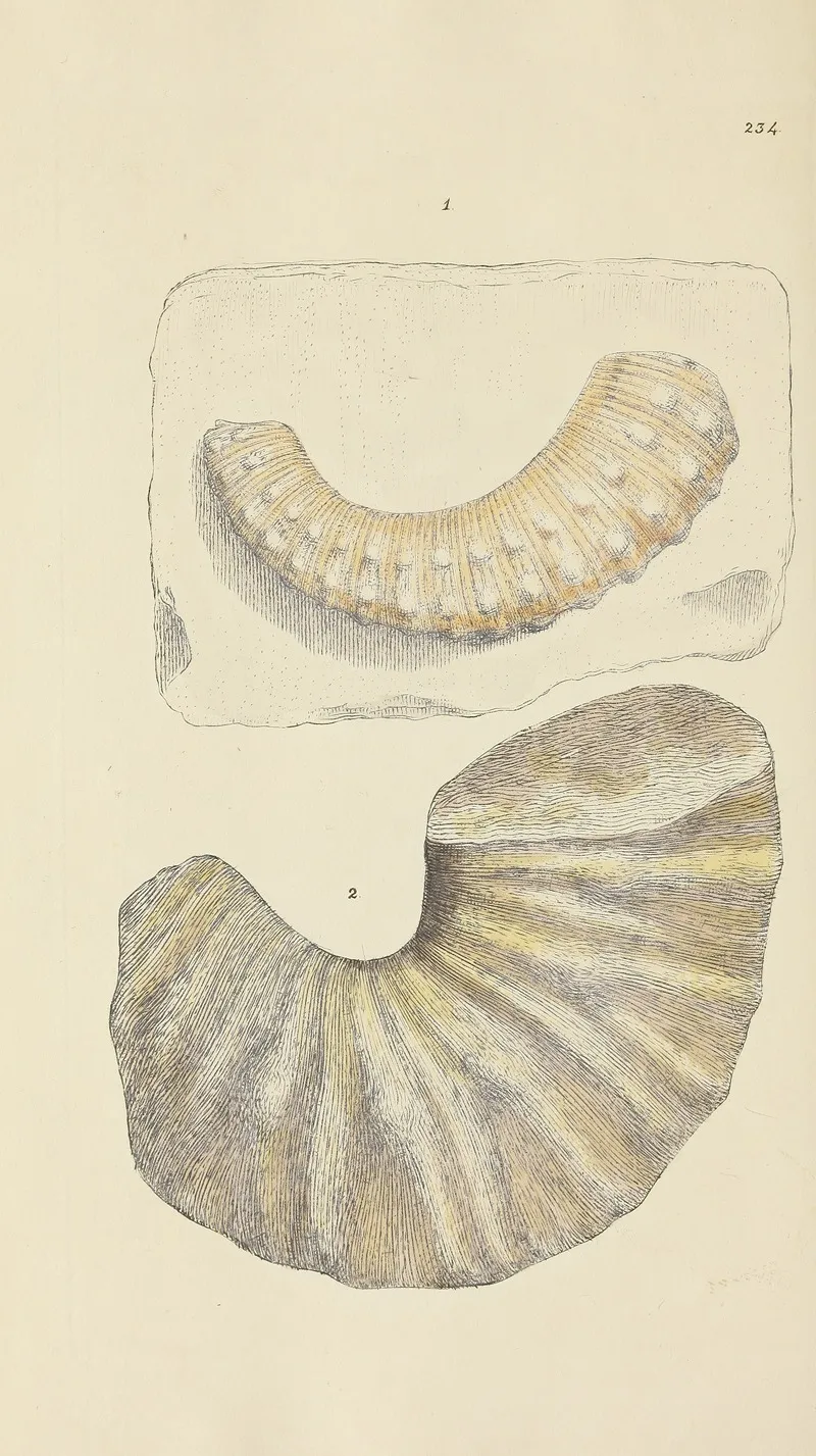 The Mineral Conchology Of Great Britain Pl 425