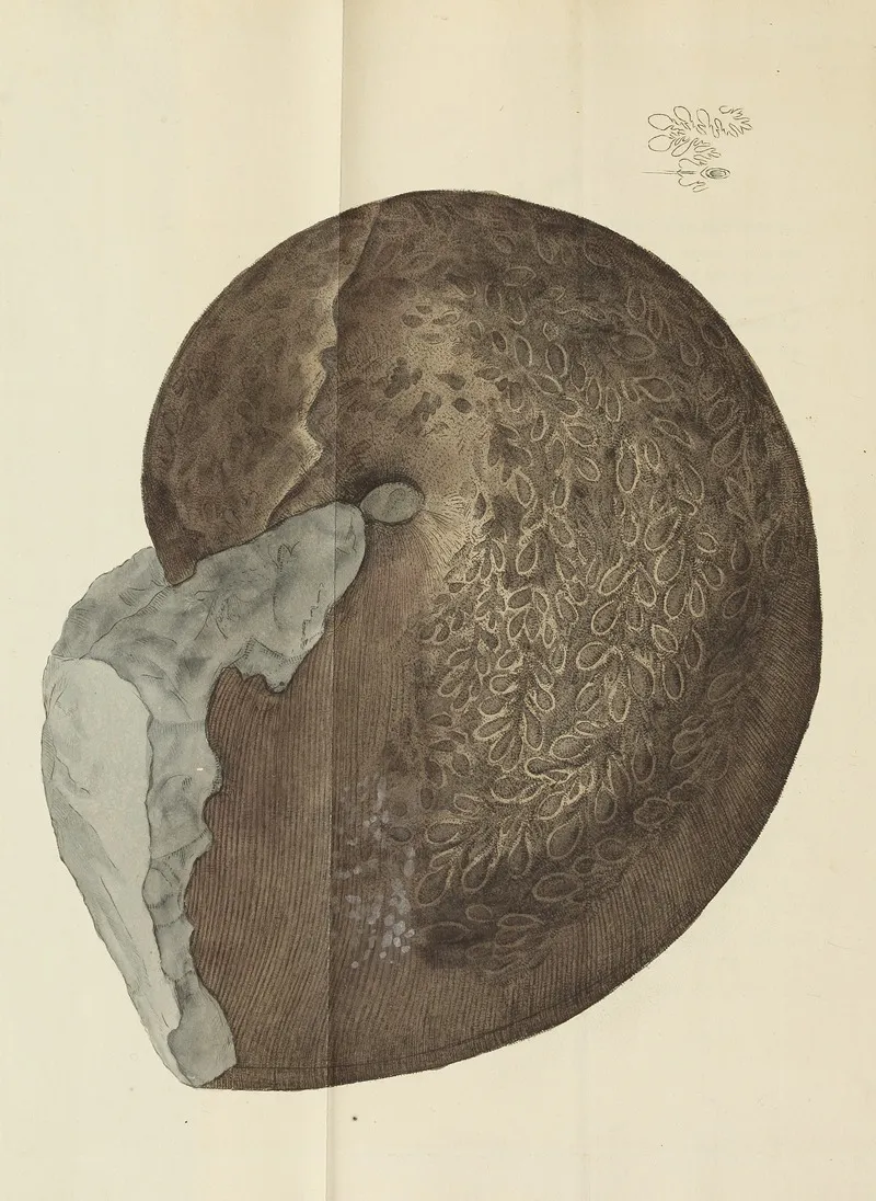 The Mineral Conchology Of Great Britain Pl 453
