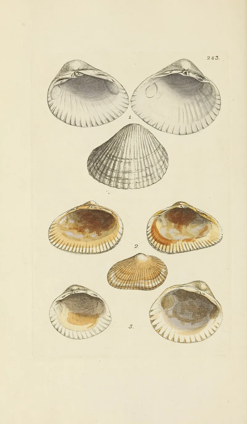 The Mineral Conchology Of Great Britain Pl 469