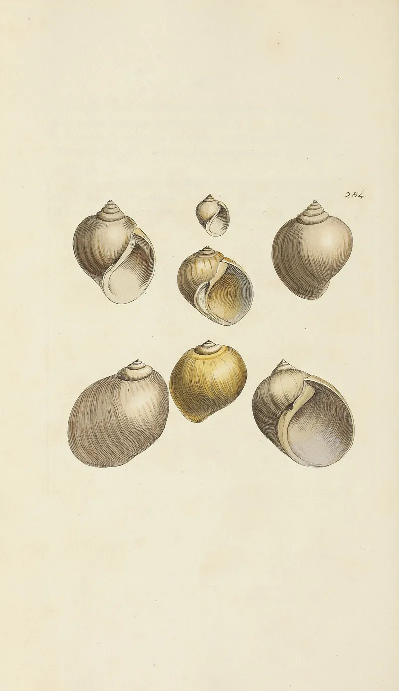 The Mineral Conchology Of Great Britain Pl 470