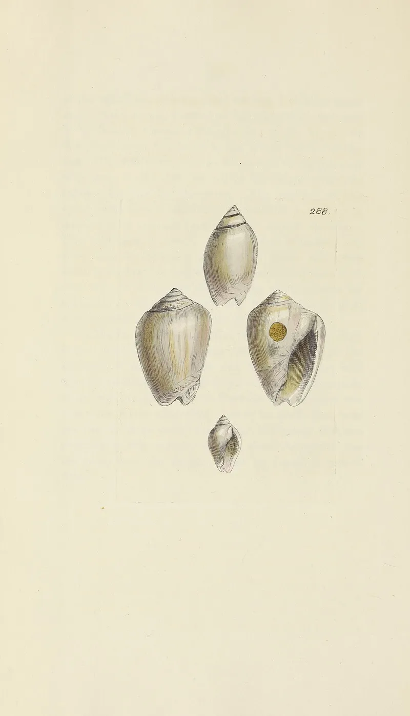 The Mineral Conchology Of Great Britain Pl 474