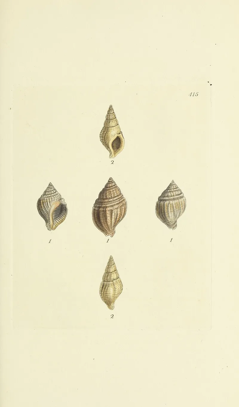 The Mineral Conchology Of Great Britain Pl 498