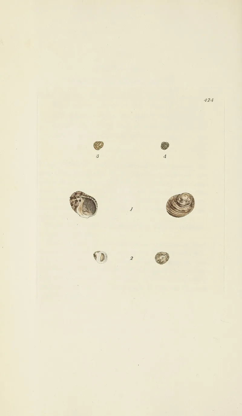 The Mineral Conchology Of Great Britain Pl 506