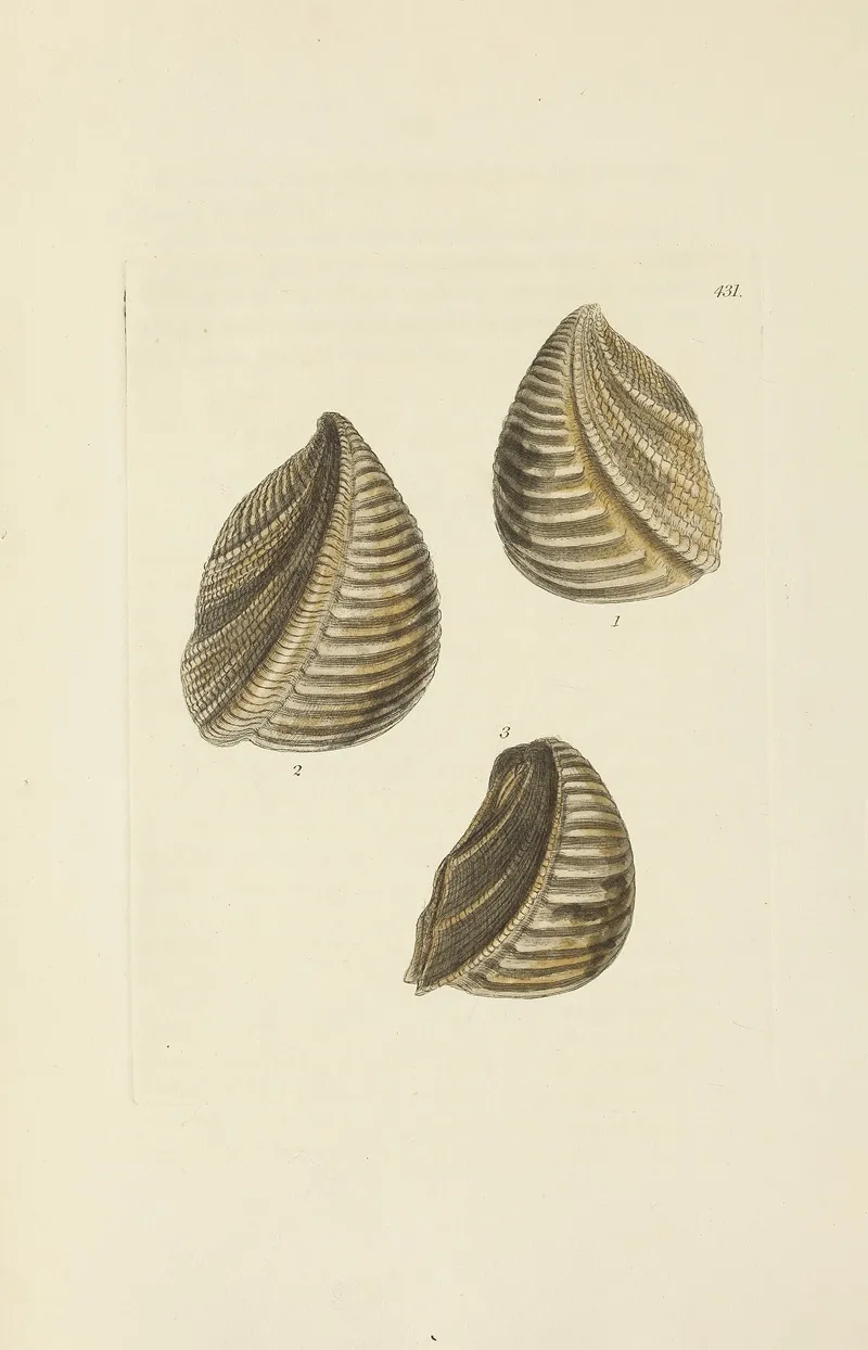 The Mineral Conchology Of Great Britain Pl 513