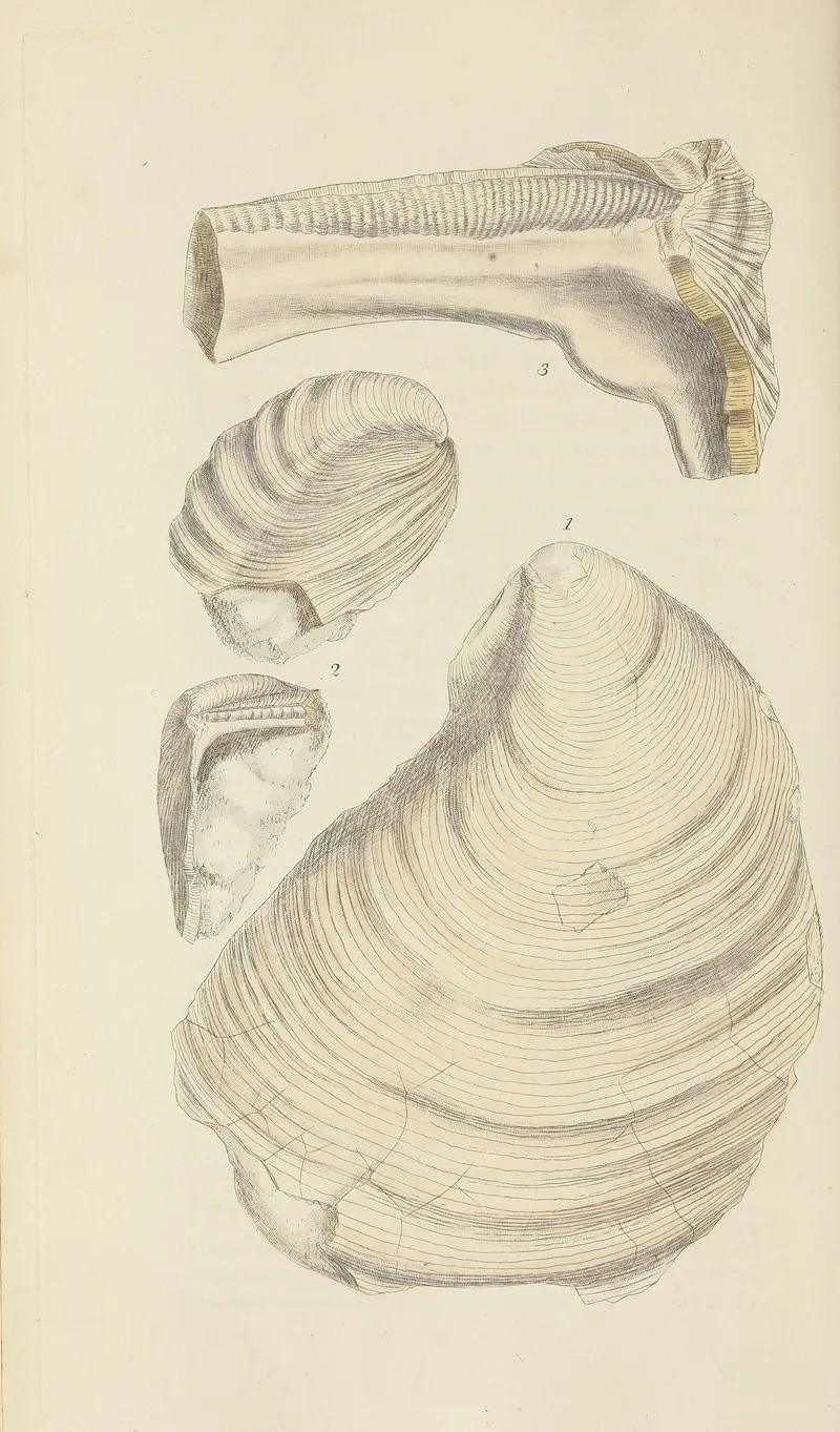 The Mineral Conchology Of Great Britain Pl 522