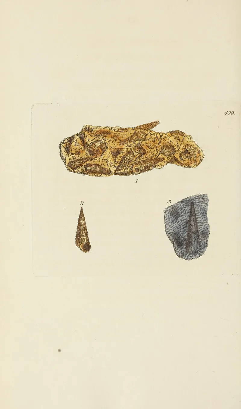 The Mineral Conchology Of Great Britain Pl 580