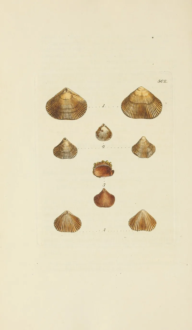 The Mineral Conchology Of Great Britain Pl 583