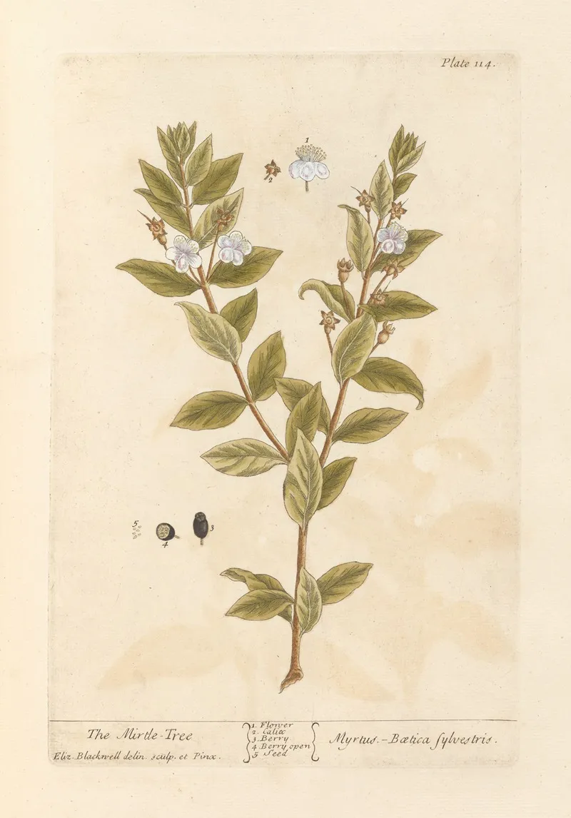 The Mirtle Tree Wall Art by Elizabeth Blackwell - High-Resolution Digital Print