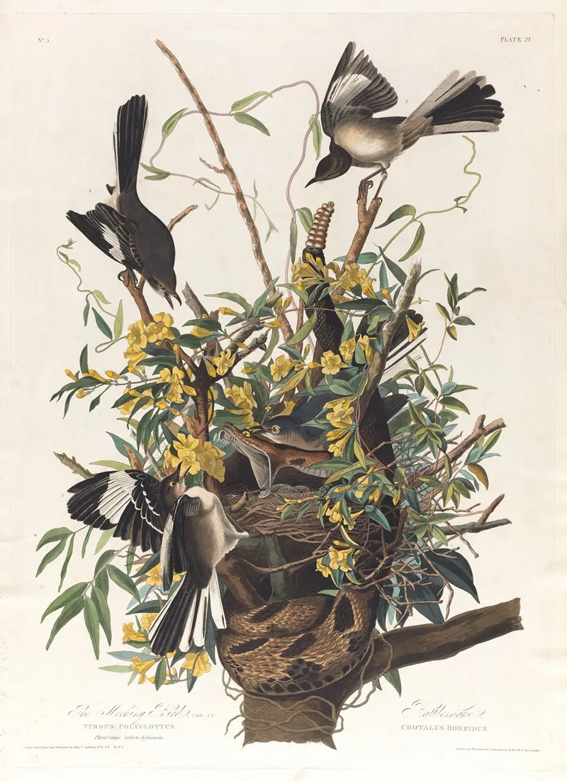 The Mocking Bird Wall Art by John James Audubon - High-Resolution Digital Print