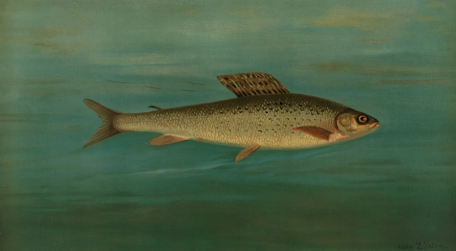 The Montana Grayling Thymallus Signifer Montanus Wall Art by John L. Petrie - High-Resolution Digital Print