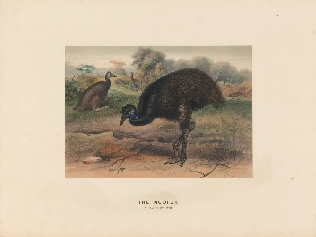 The Mooruk 2 Wall Art by Joseph Wolf - High-Resolution Digital Print