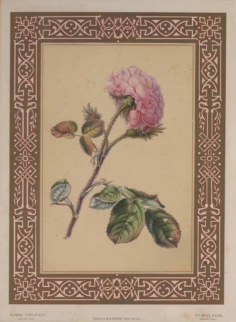 The Moss Rose 2 Wall Art by James Andrews - High-Resolution Digital Print