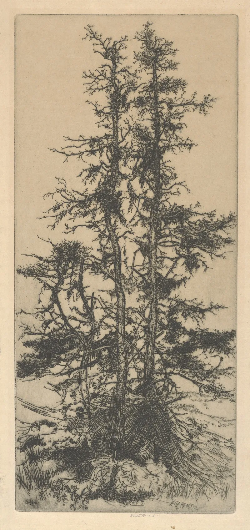 The Moss Trees