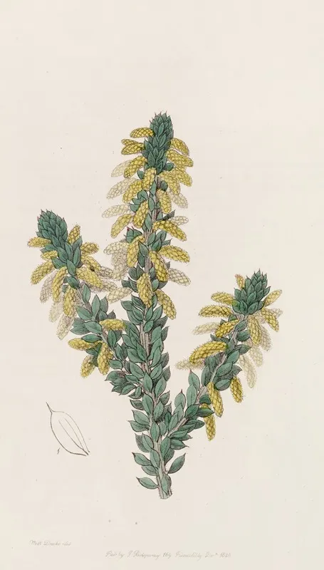 The Mourning Wattle Wall Art by Sydenham Edwards - High-Resolution Digital Print
