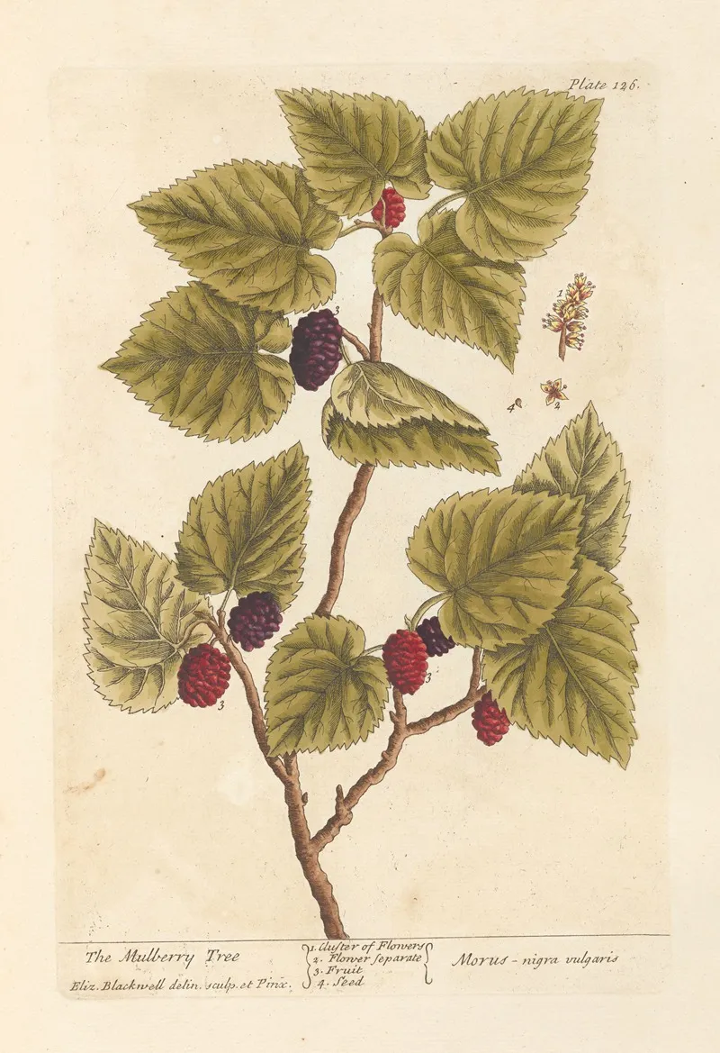The Mulberry Tree Wall Art by Elizabeth Blackwell - High-Resolution Digital Print