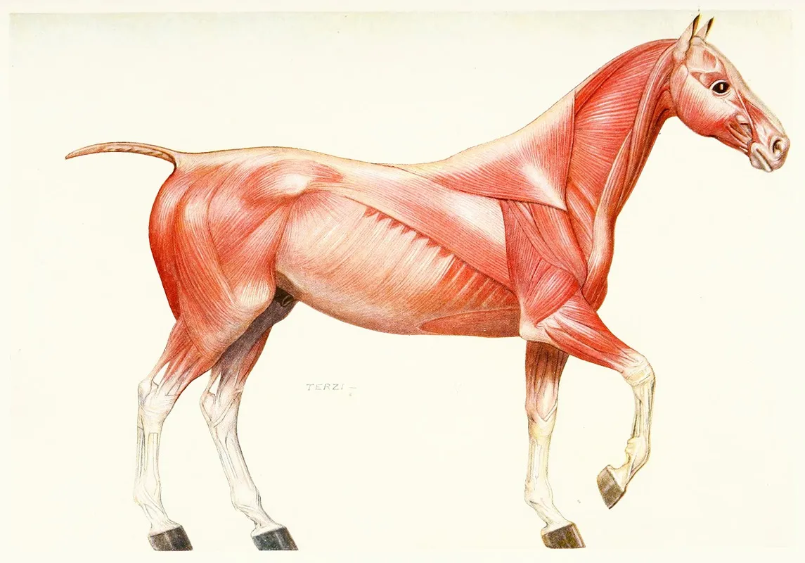 The Muscular System Of The Horse Wall Art by Amedeo John Engel Terzi - High-Resolution Digital Print