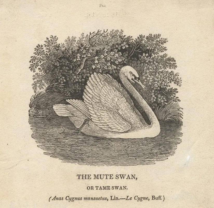 The Mute Swan Or Tame Swan Wall Art by Thomas Bewick - High-Resolution Digital Print