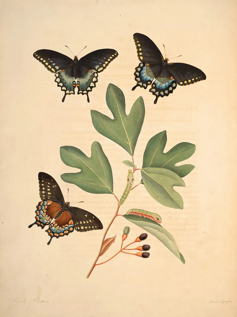 The Natural History Of The Rarer Lepidopterous Insects Of Georgia Pl 002 Wall Art by James Edward Smith - High-Resolution Digital Print