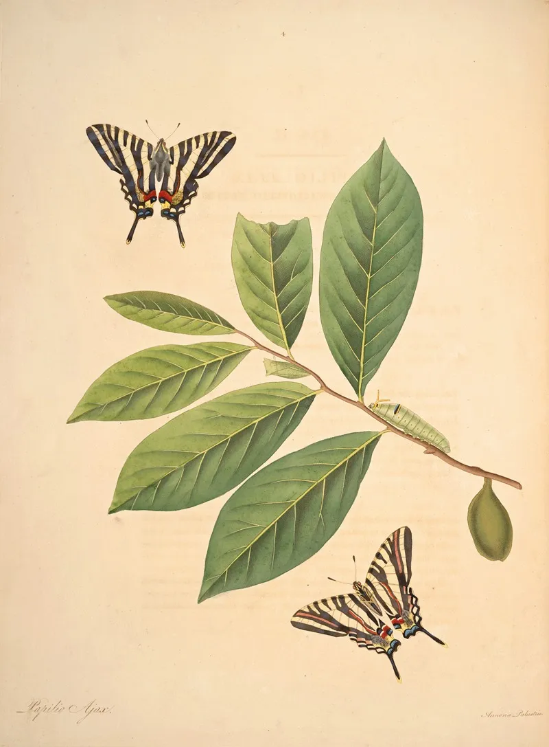 The Natural History Of The Rarer Lepidopterous Insects Of Georgia Pl 004 Wall Art by James Edward Smith - High-Resolution Digital Print
