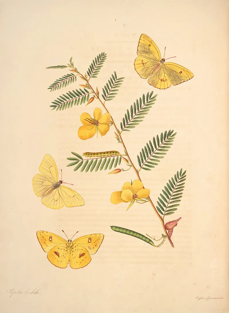 The Natural History Of The Rarer Lepidopterous Insects Of Georgia Pl 005 Wall Art by James Edward Smith - High-Resolution Digital Print