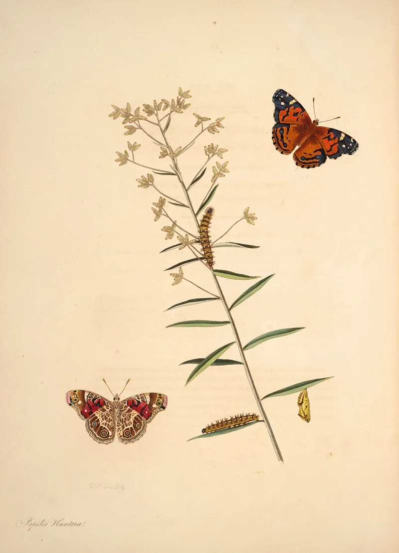 The Natural History Of The Rarer Lepidopterous Insects Of Georgia Pl 009 Wall Art by James Edward Smith - High-Resolution Digital Print