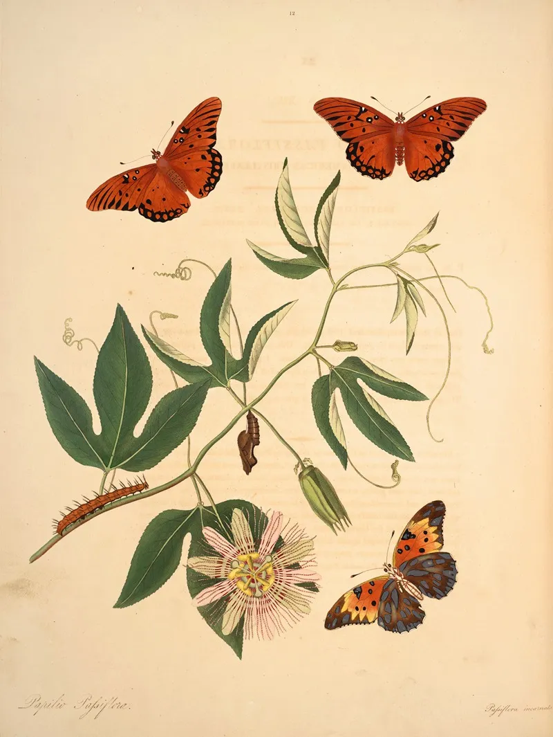 The Natural History Of The Rarer Lepidopterous Insects Of Georgia Pl 012 Wall Art by James Edward Smith - High-Resolution Digital Print
