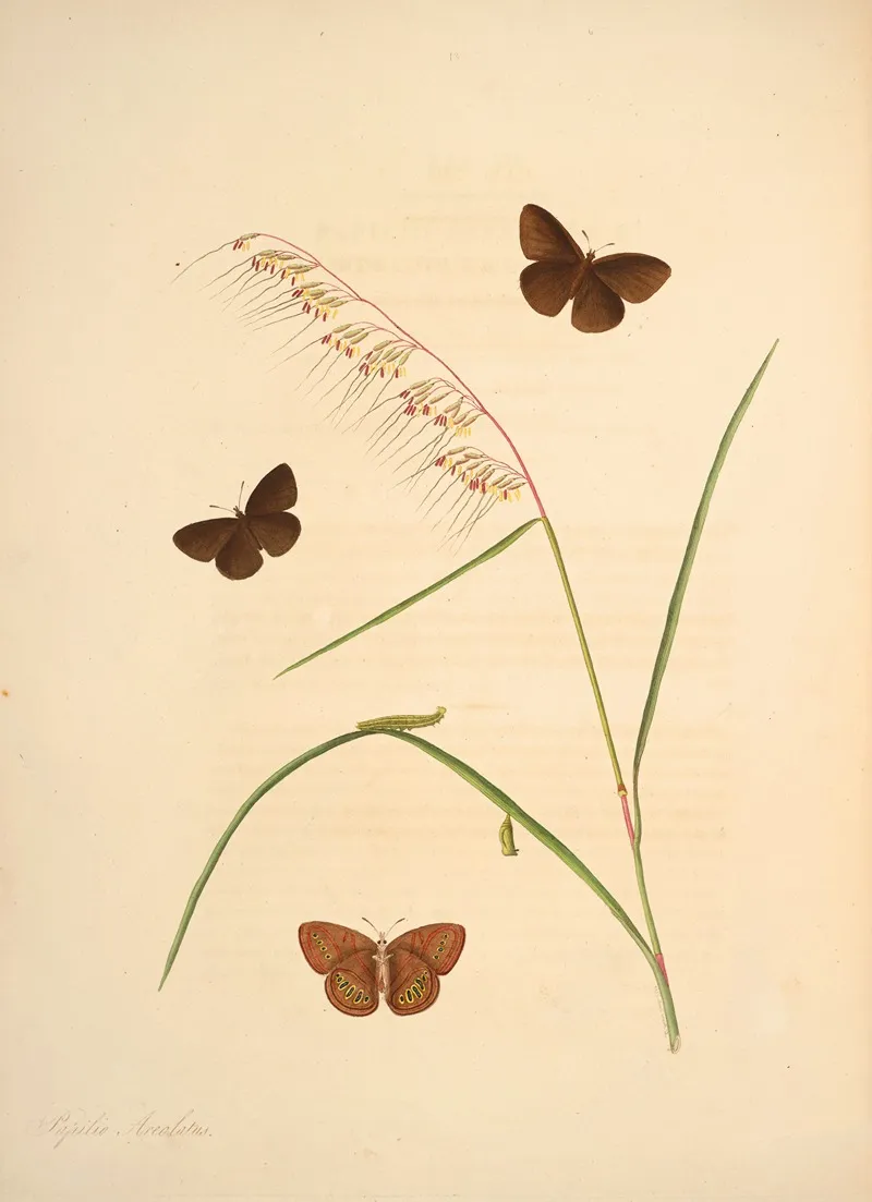 The Natural History Of The Rarer Lepidopterous Insects Of Georgia Pl 013 Wall Art by James Edward Smith - High-Resolution Digital Print