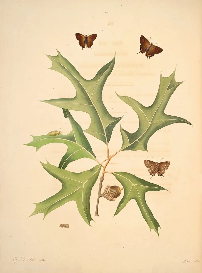 The Natural History Of The Rarer Lepidopterous Insects Of Georgia Pl 014 Wall Art by James Edward Smith - High-Resolution Digital Print