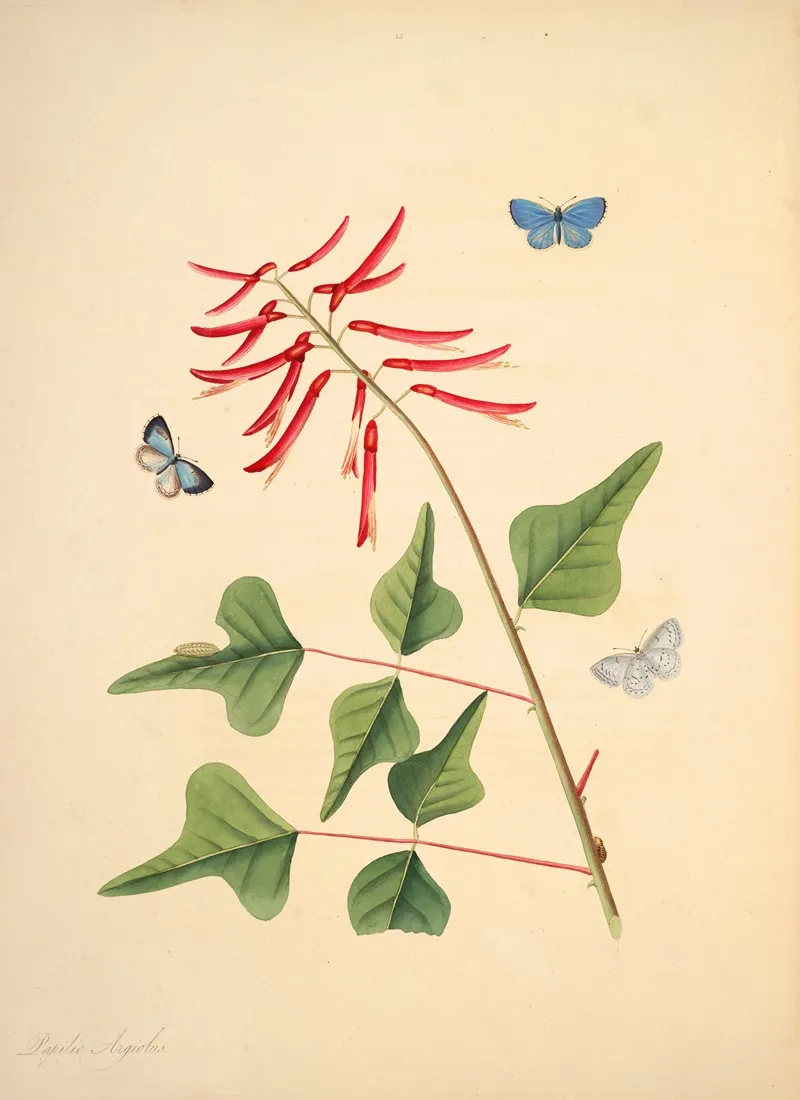 The Natural History Of The Rarer Lepidopterous Insects Of Georgia Pl 015 Wall Art by James Edward Smith - High-Resolution Digital Print