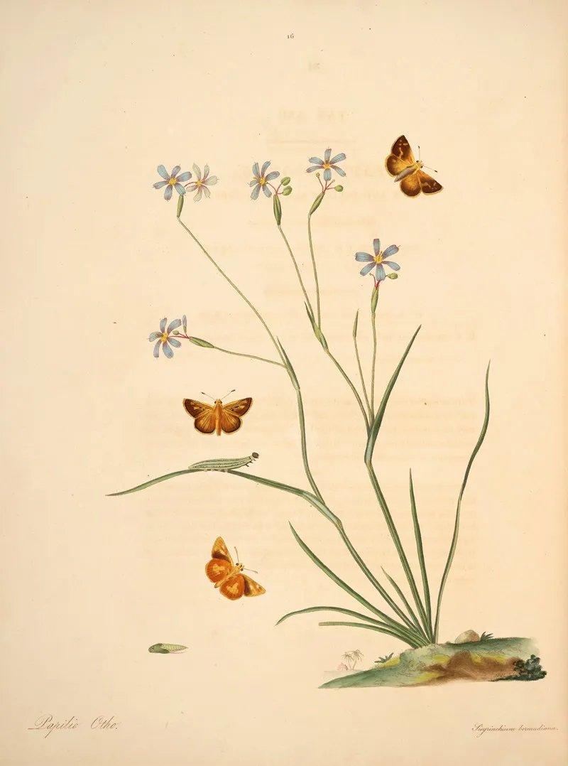 The Natural History Of The Rarer Lepidopterous Insects Of Georgia Pl 016 Wall Art by James Edward Smith - High-Resolution Digital Print