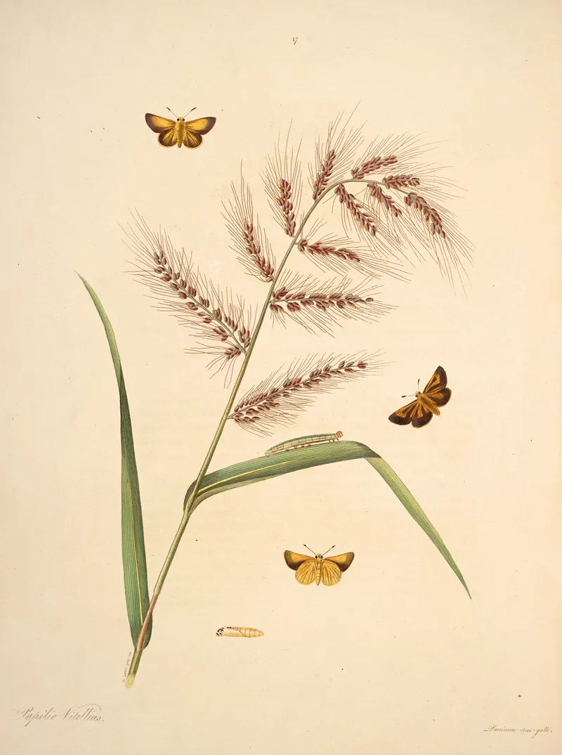The Natural History Of The Rarer Lepidopterous Insects Of Georgia Pl 017 Wall Art by James Edward Smith - High-Resolution Digital Print