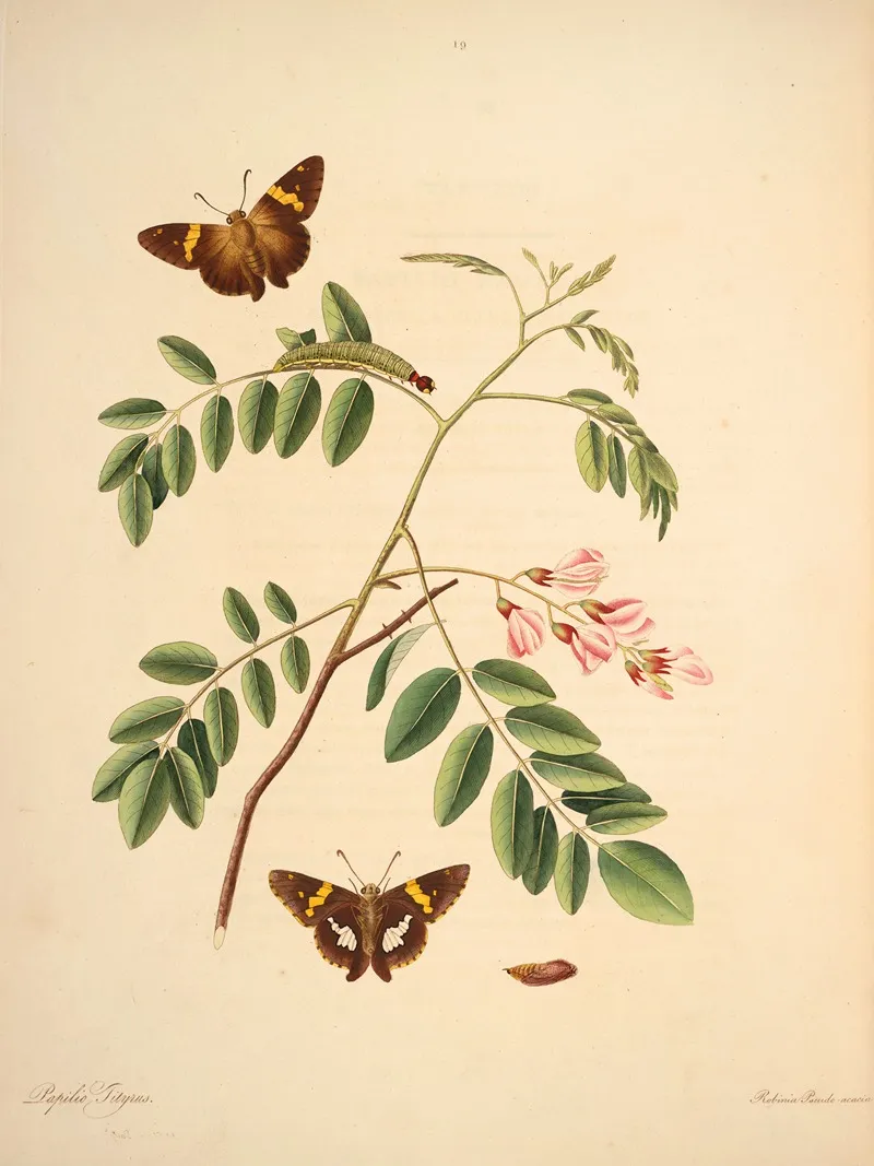 The Natural History Of The Rarer Lepidopterous Insects Of Georgia Pl 019 Wall Art by James Edward Smith - High-Resolution Digital Print