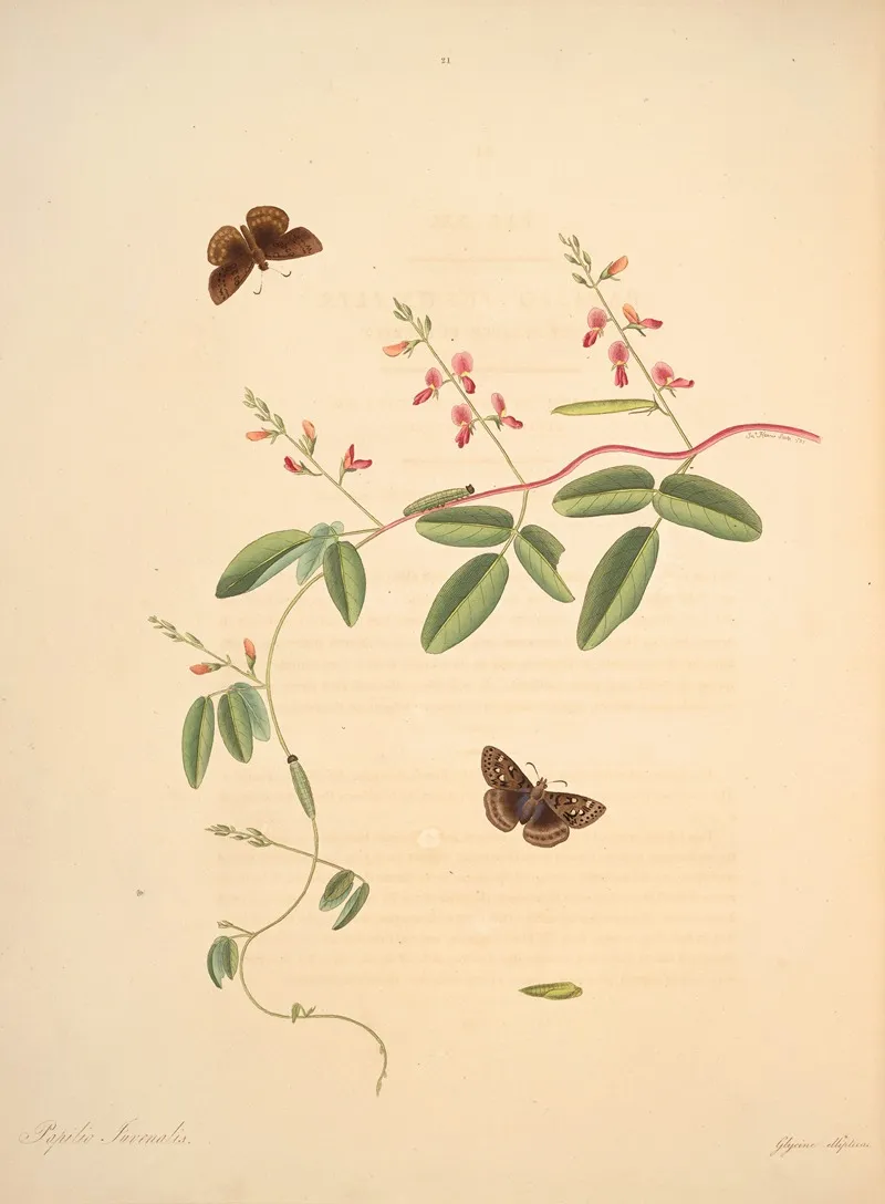 The Natural History Of The Rarer Lepidopterous Insects Of Georgia Pl 021 Wall Art by James Edward Smith - High-Resolution Digital Print