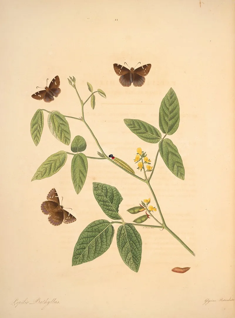 The Natural History Of The Rarer Lepidopterous Insects Of Georgia Pl 022 Wall Art by James Edward Smith - High-Resolution Digital Print