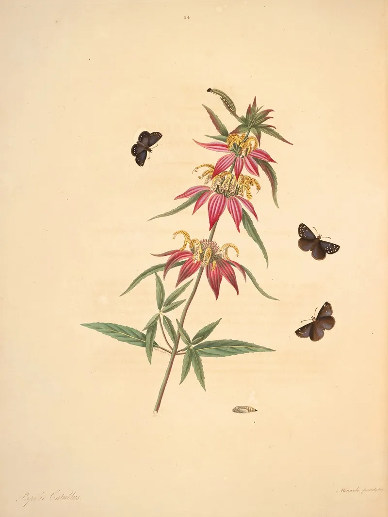 The Natural History Of The Rarer Lepidopterous Insects Of Georgia Pl 024 Wall Art by James Edward Smith - High-Resolution Digital Print