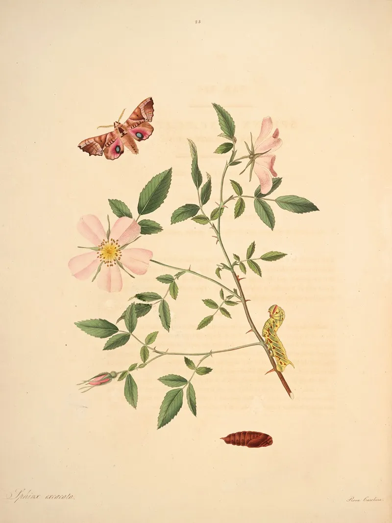 The Natural History Of The Rarer Lepidopterous Insects Of Georgia Pl 025 Wall Art by James Edward Smith - High-Resolution Digital Print